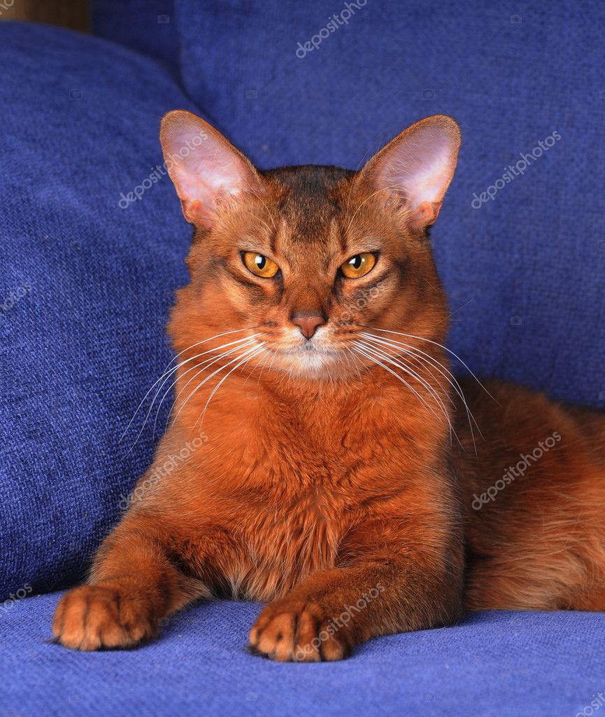 Somali Cat