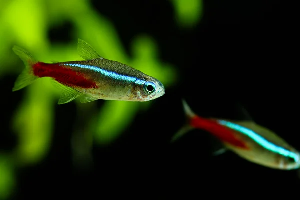 Neon fish in aquarium