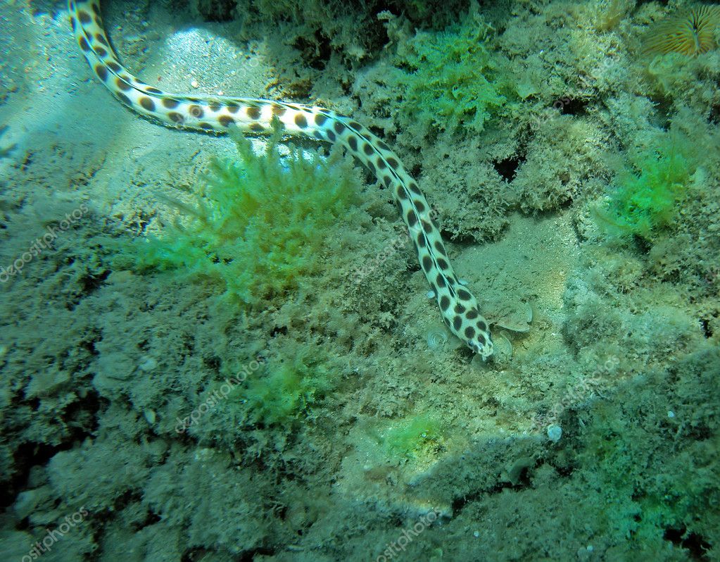 snake eel
