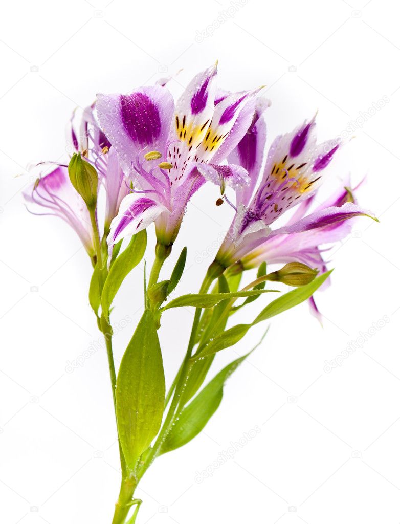 Alstroemeria Bouquet