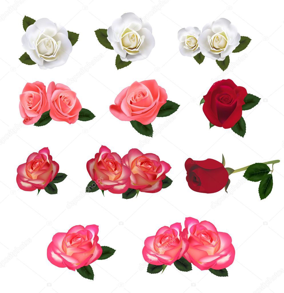 Roses Vector