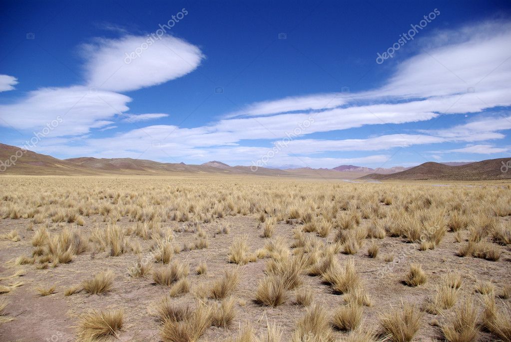 argentina vegetation