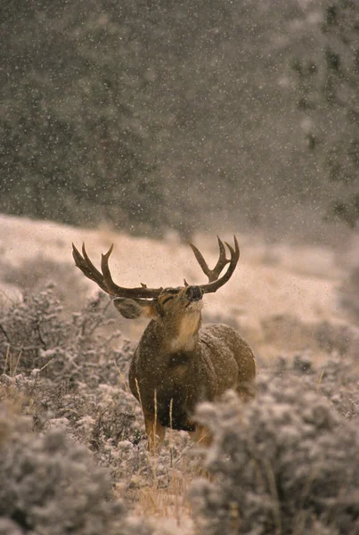 Mule Deer Buck rutting in snowstorm