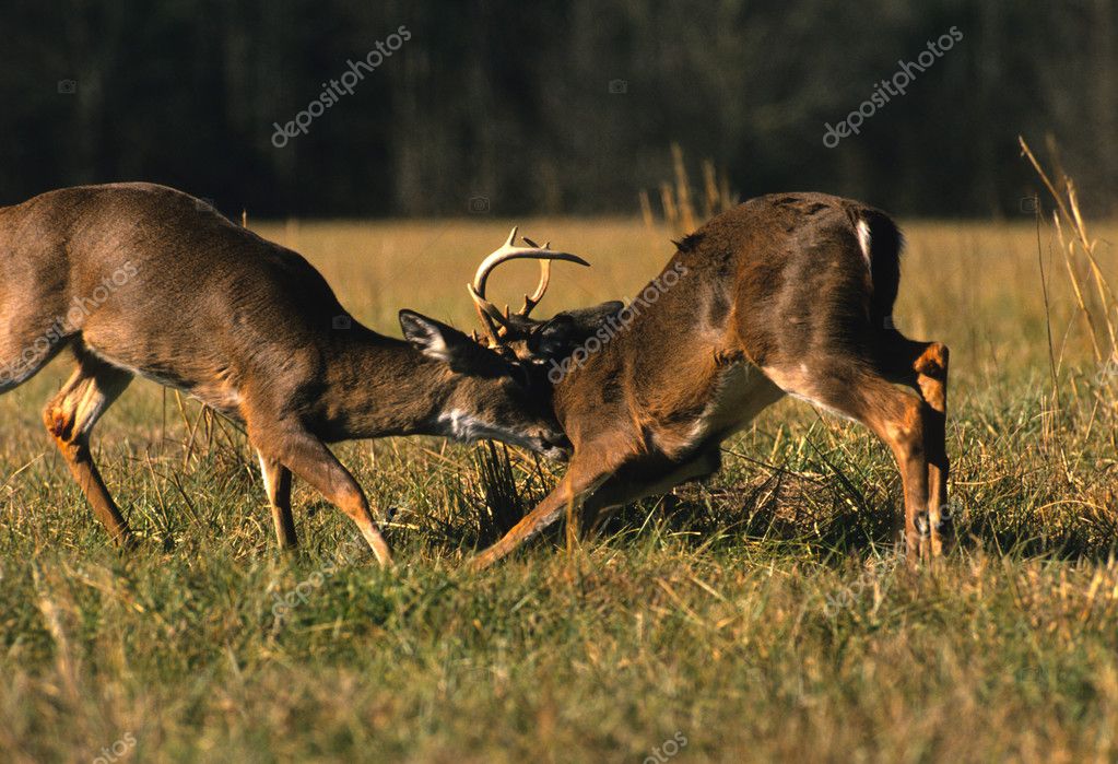 Whitetail Bucks Fighting