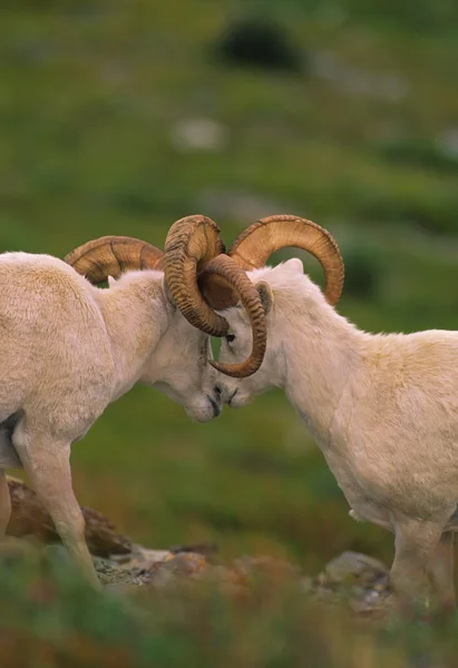 Dall sheep Rams Sparring