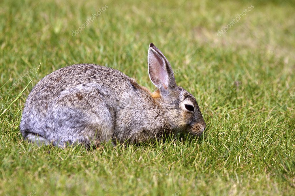 A Bunny Eating