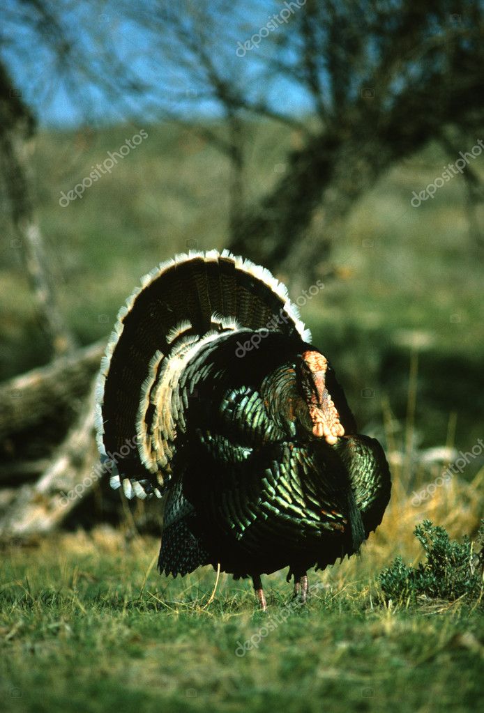 gobbler strutting