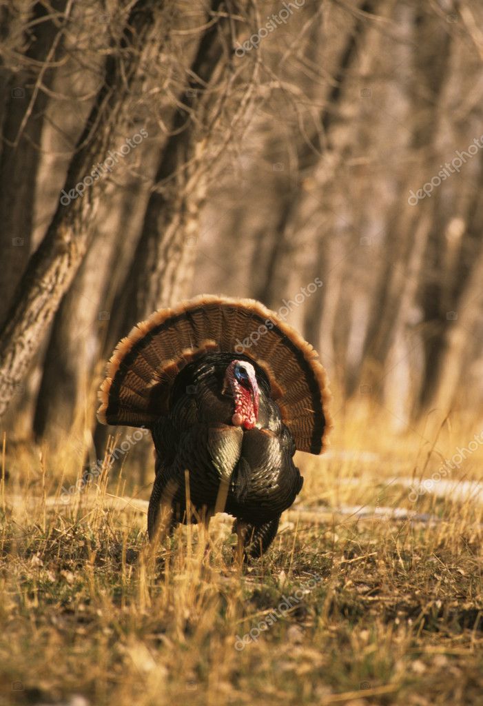 wild gobbler