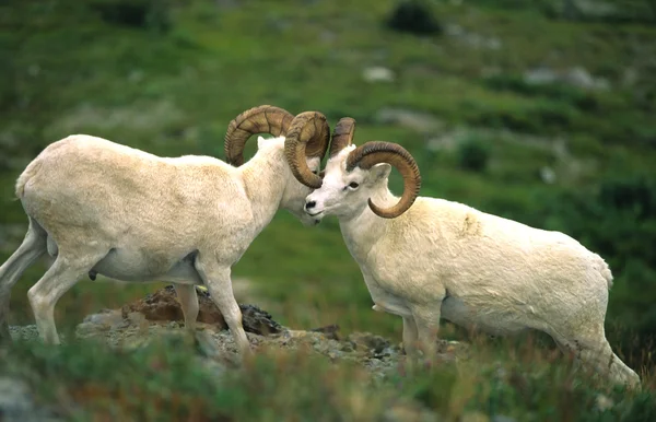 Dall Sheep Rams Sparring
