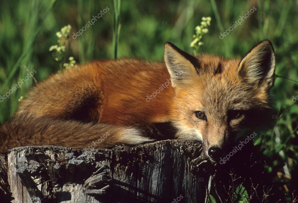 cute red fox