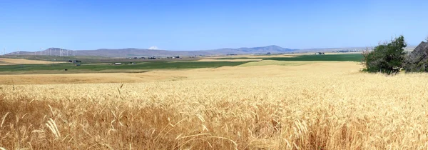 Wheat fields panorama NW Washington state.