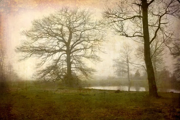 Misty morning in the meadow