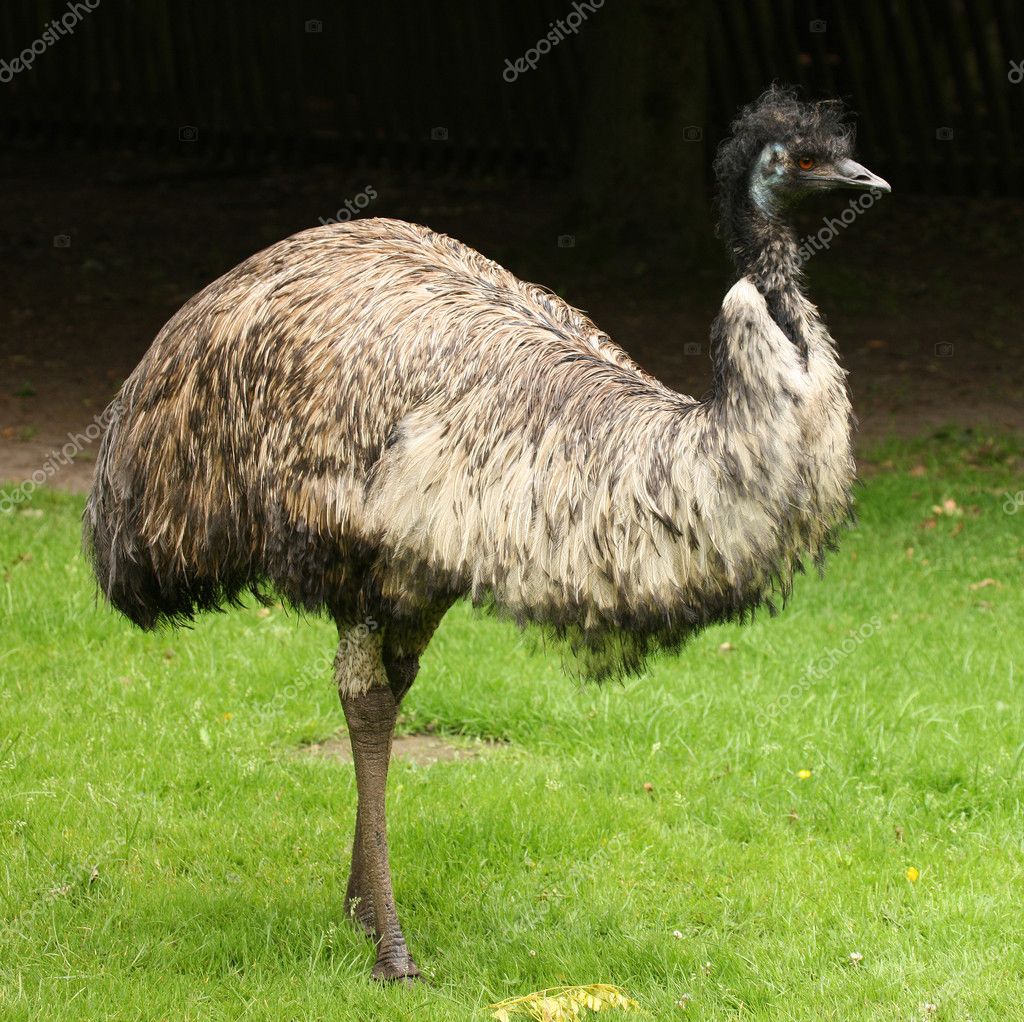 Male Emu