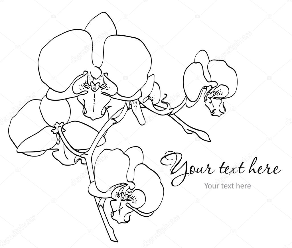 Orchid Drawing Outline