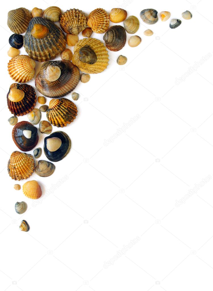 Shell Corner — Stock Photo © ccaetano 5874296