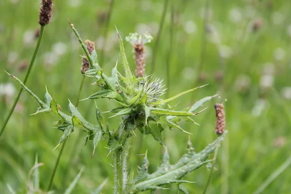 Georgina Plant