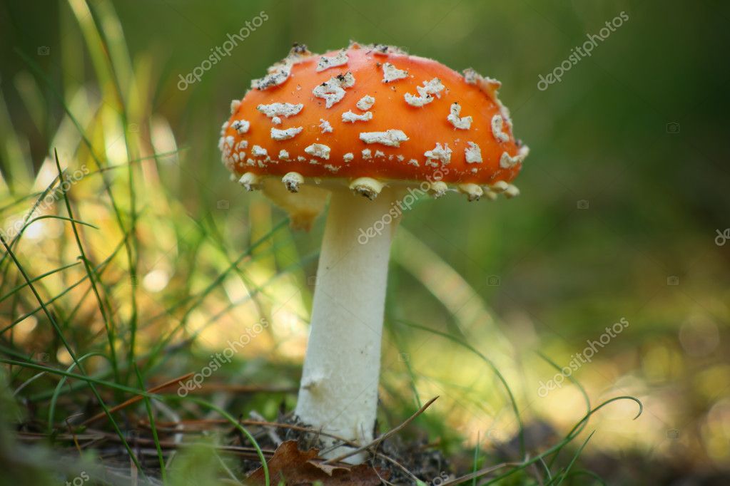 Poisonous Fungus