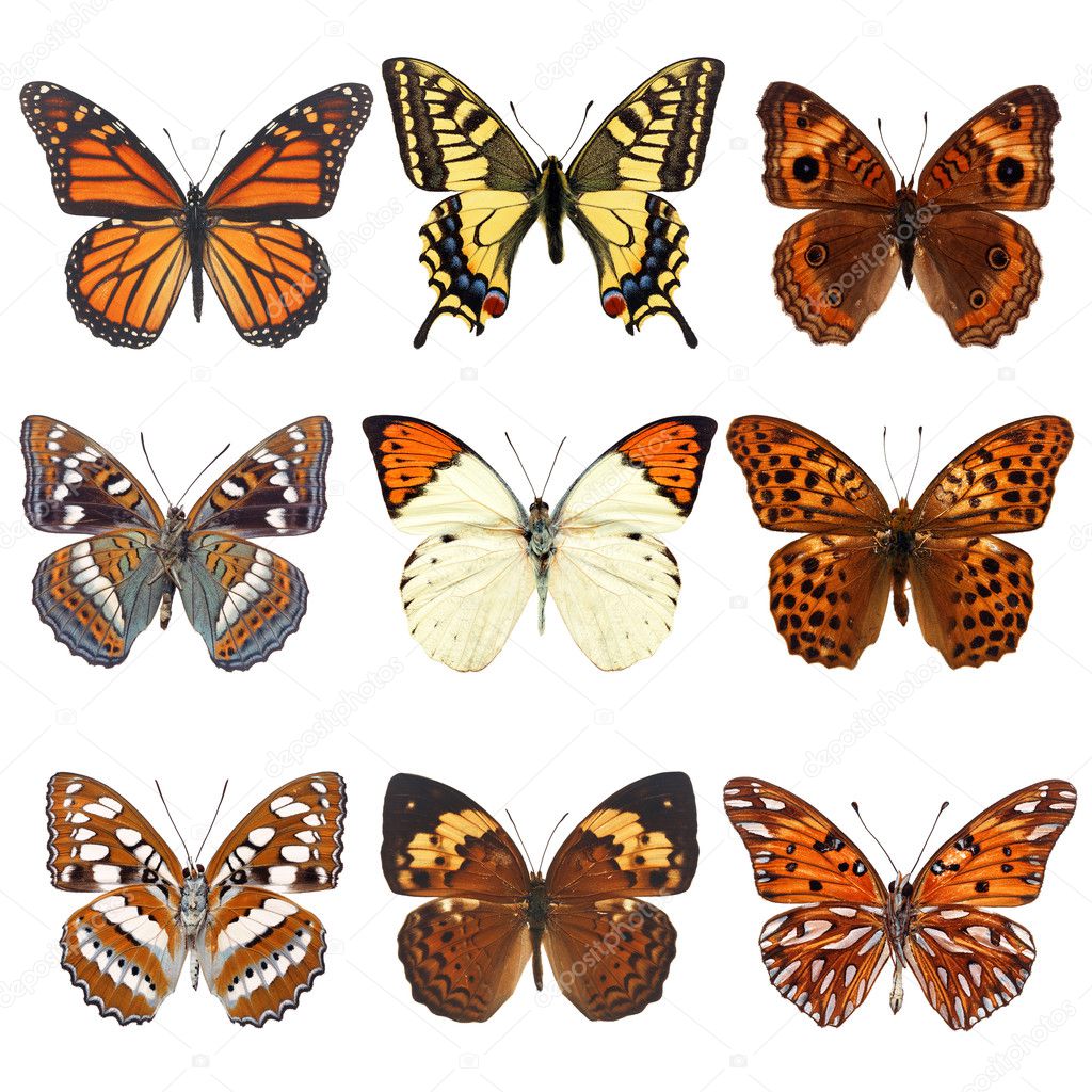 Poster Of Butterflies