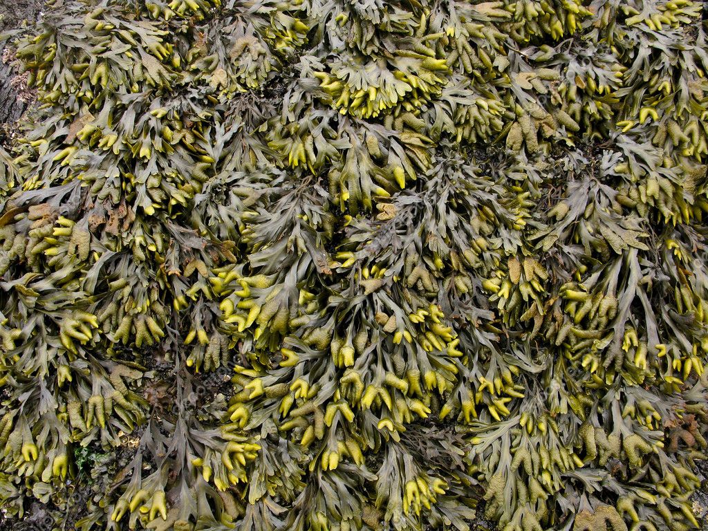 Seaweed Background