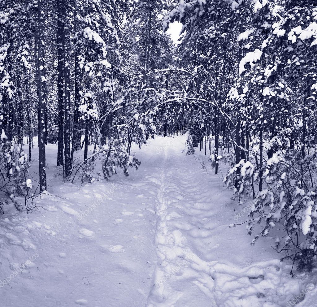 Winter Forest Snow