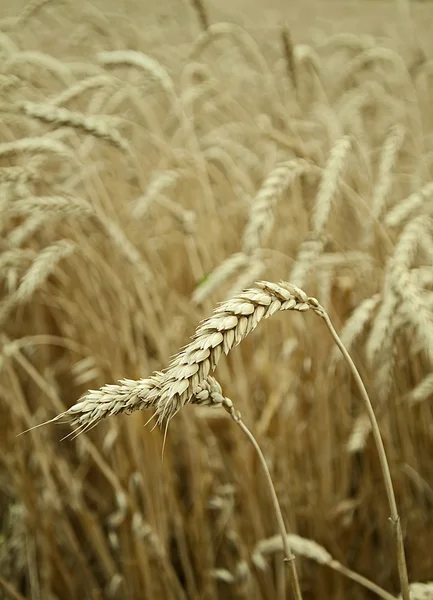 Classes of wheat grain