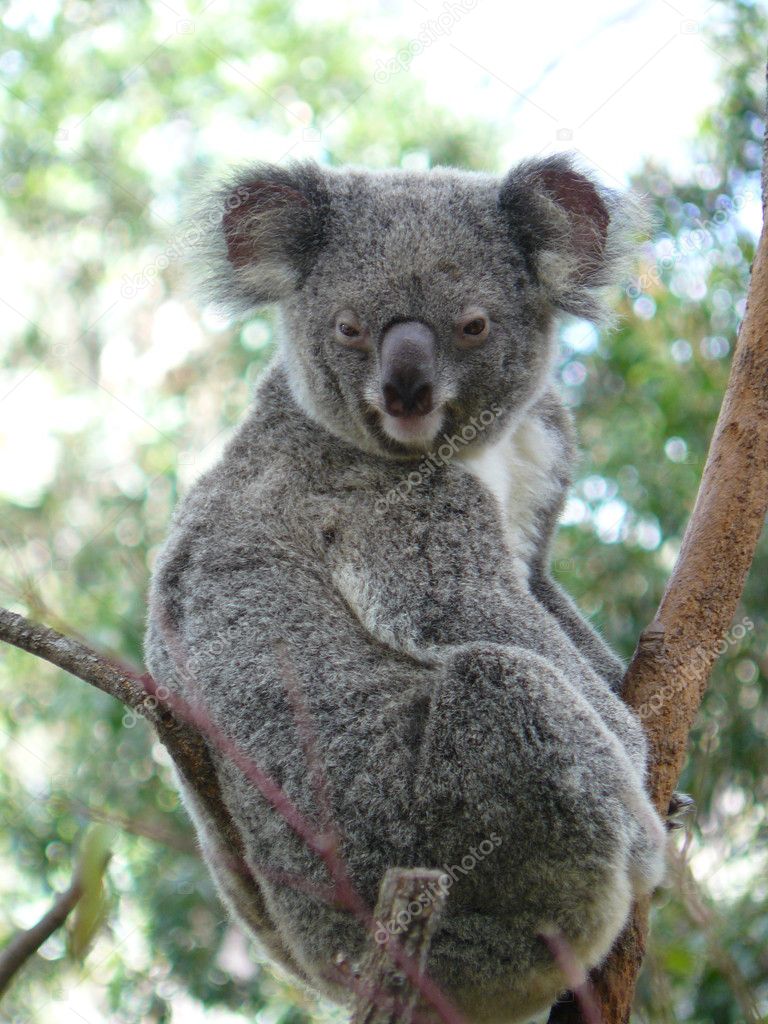 australian koala