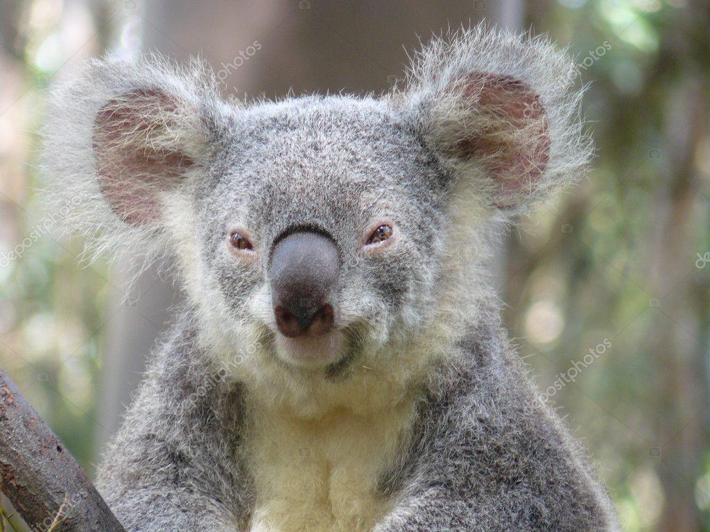 flat out bear koala