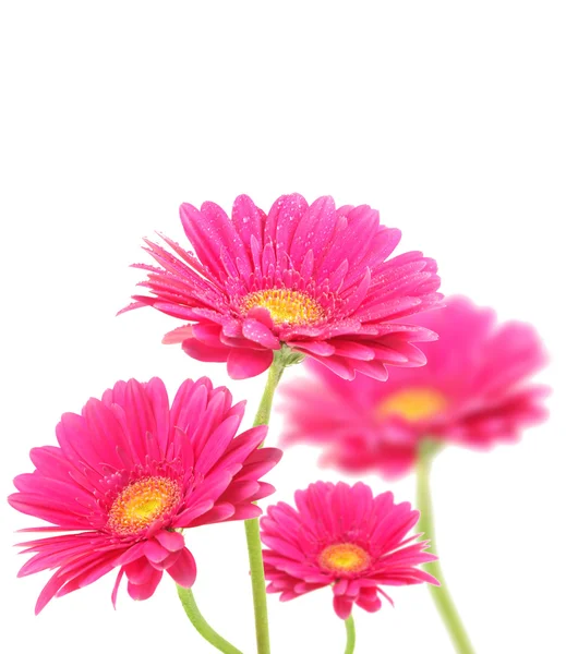 Gerber flowers on white background
