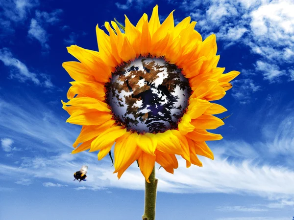 Sunflower world