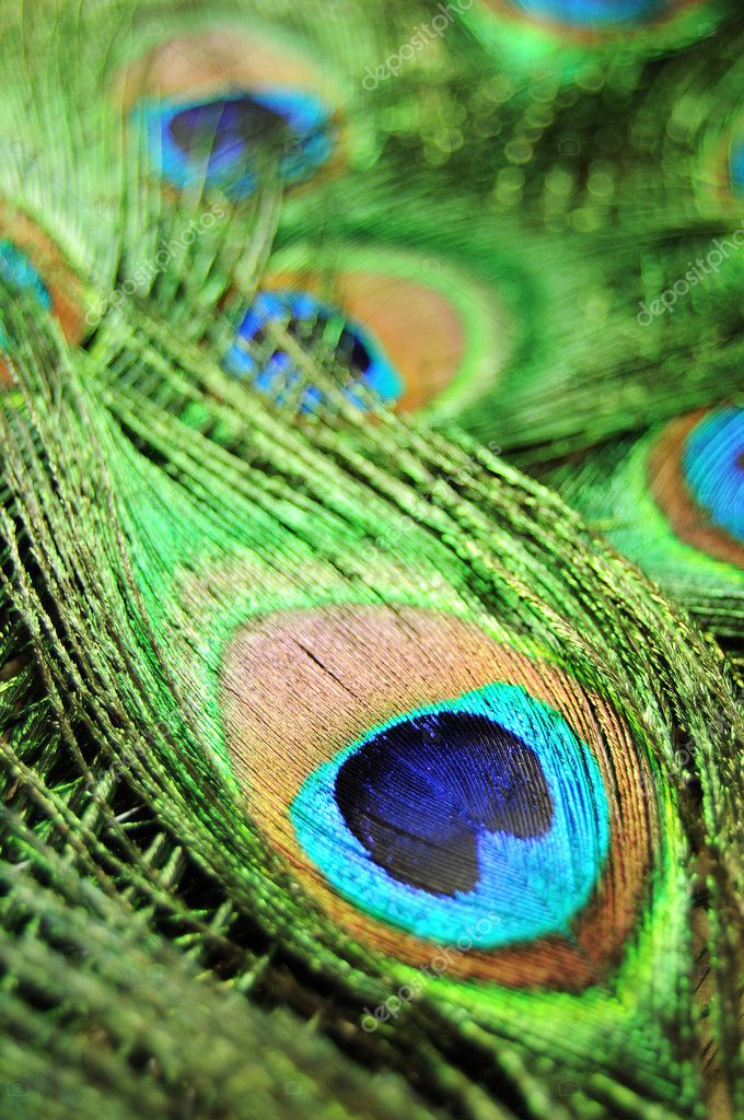 colourful peacock