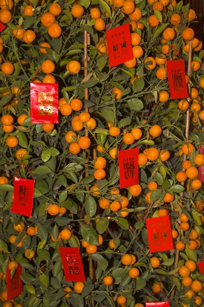 Orange New Years Tree with Red Packets Beijing China