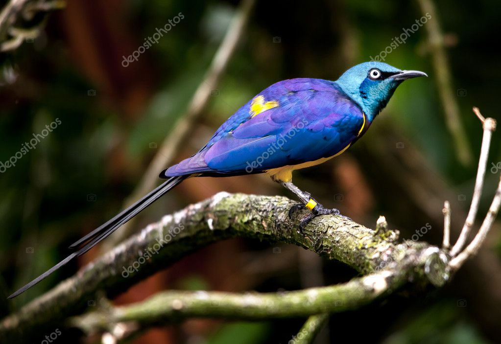 African Starling Bird