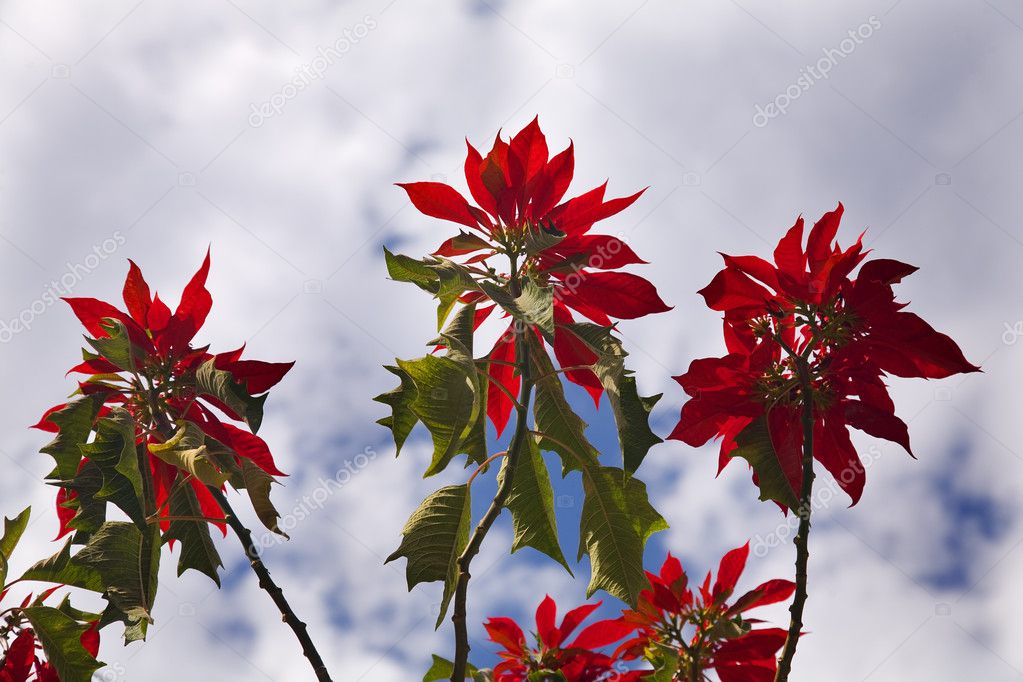 Red Poinsettia Tree Against Blue Sky Morelia Mexico — Stock Photo