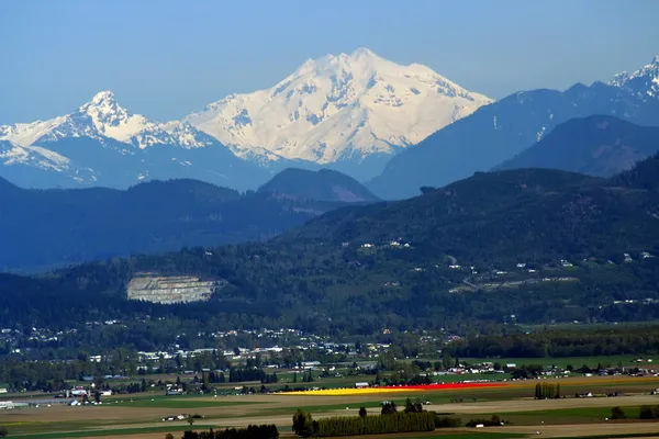 Snowy Mount Baker at Tulip Time