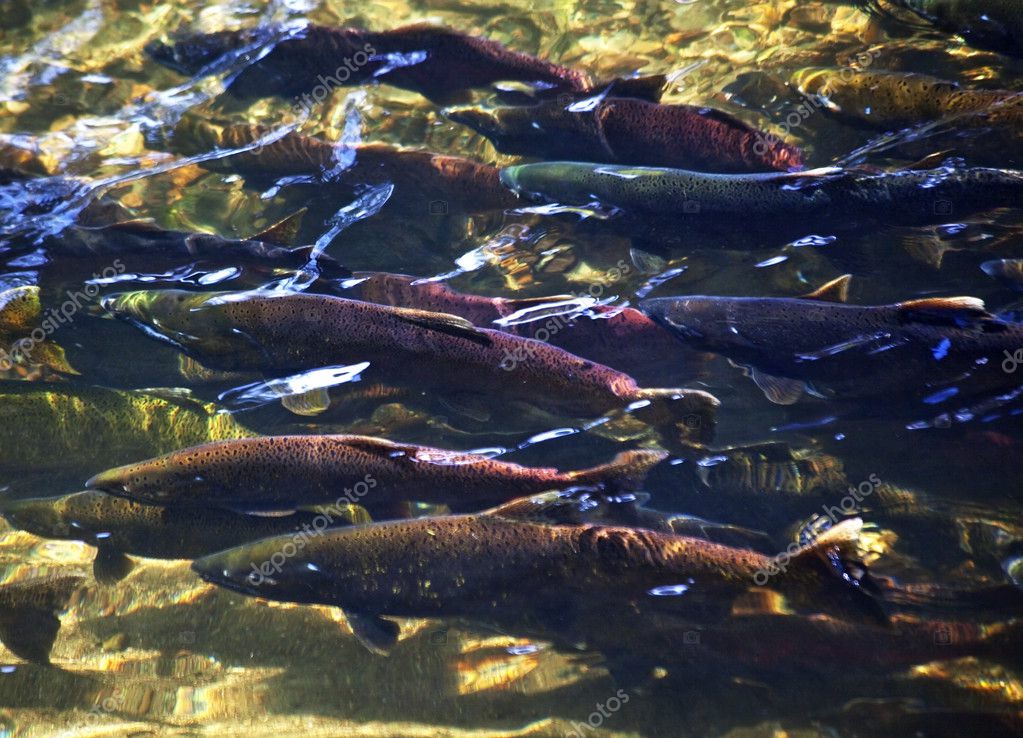 chinook salmon spawner