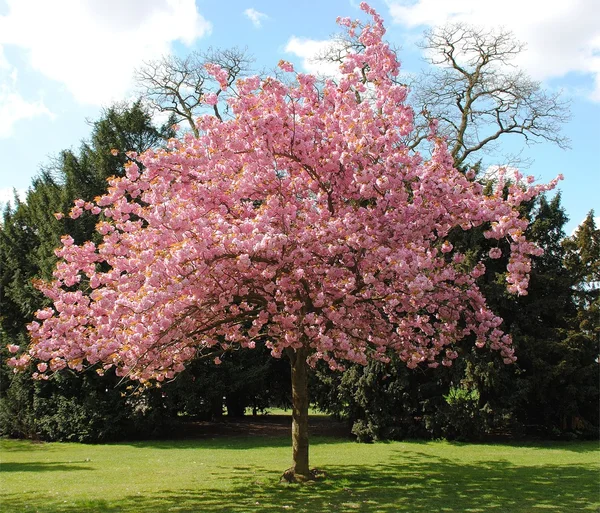 Pink cherry tree