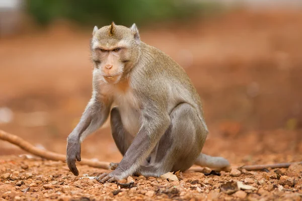 The monkey sits on the earth