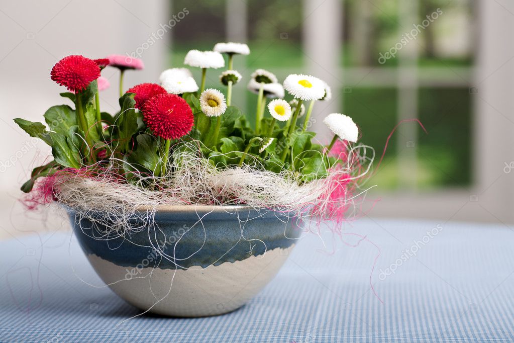Bellis lerdeki pot - stok foto val_th #6254555.