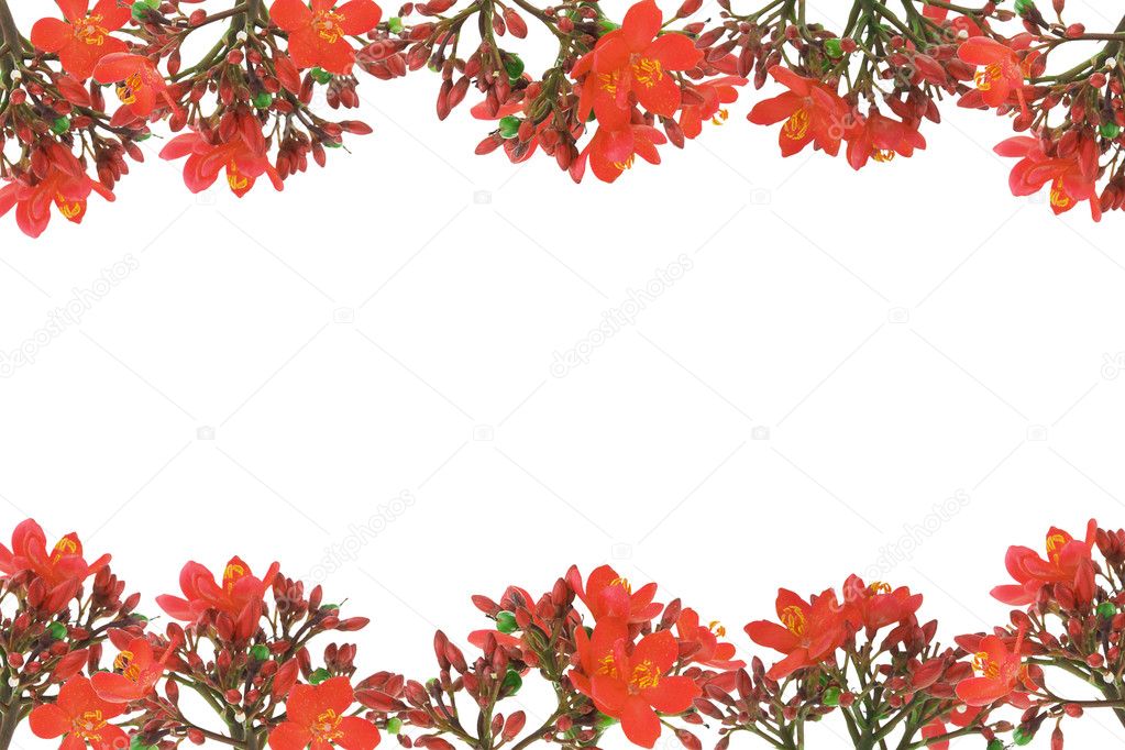 Border Flower Design