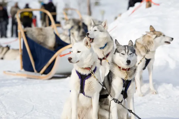 Husky sled-dogs