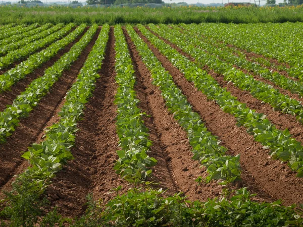 Agricultural land with row crops