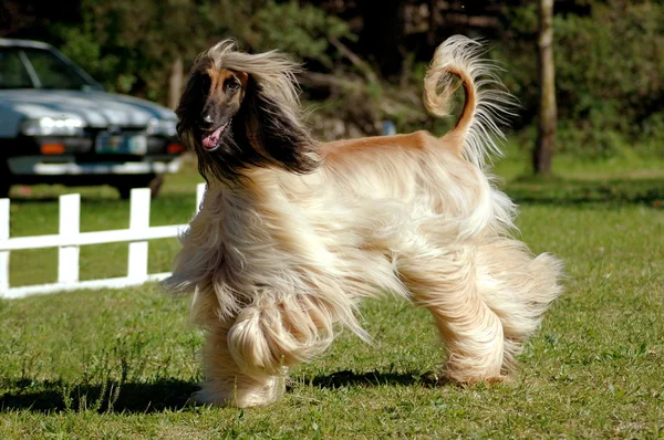 Afghan hound dog running
