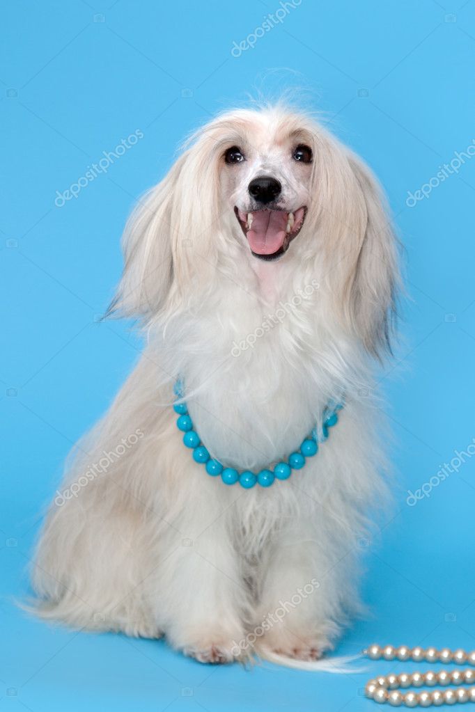 purebred chinese crested