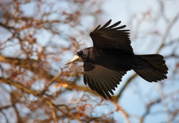 Flying crow