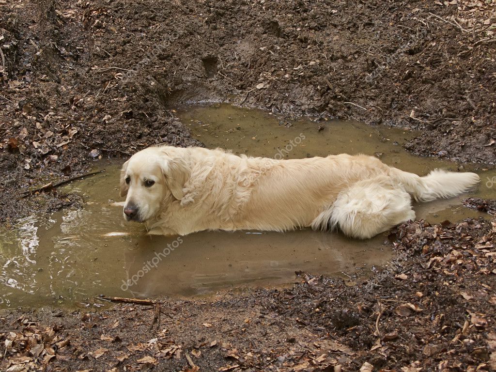 Dirty Golden retriever — Stock Photo © Tempusfugit1980 6161364