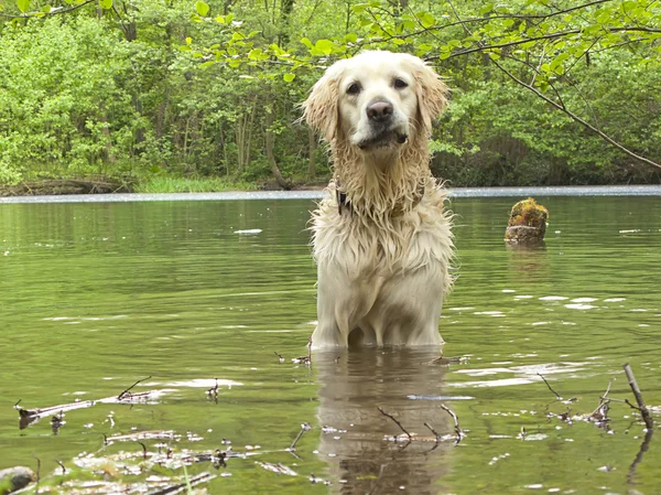 Golden retriever playing in the water