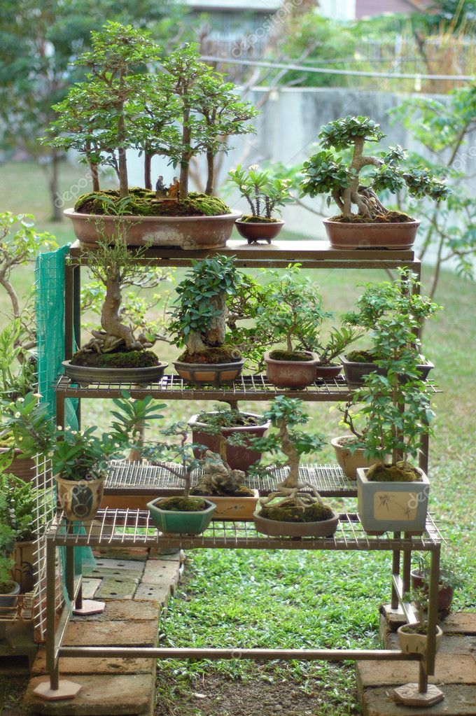 Bonsai Landscaping