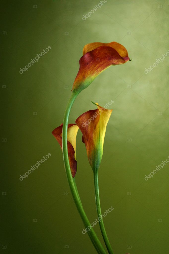 Red Callas