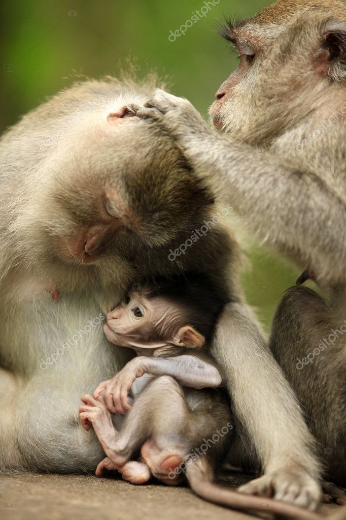 pic of monkeys