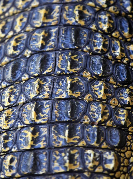Close-up of crocodile skin